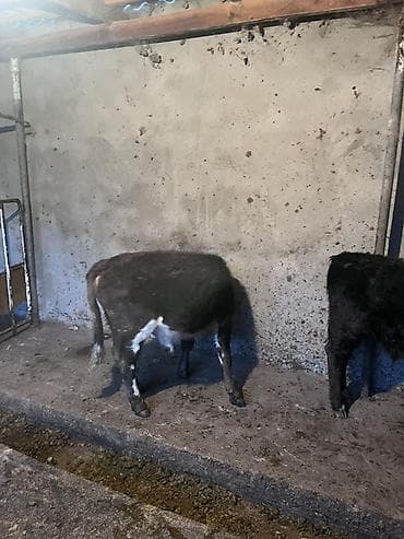 коровы сментал: Продаю | Бык (самец) | На откорм — 4
