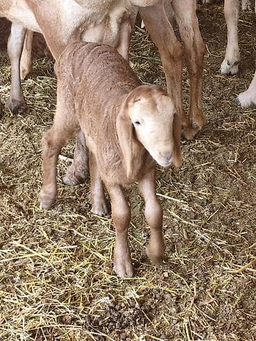 белые кролики: Продаю | Овца (самка) | Для разведения | Матка — 6