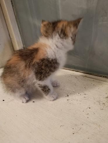 Продажа кошек: Котёнок трёхцветной окраски. 1 девочка - Уже самостоятельно ест и — 3