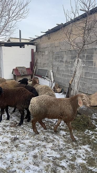 рамановский овцы: Продаю | Баран (самец) | Для разведения | Ярка — 7