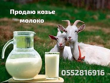собаки на мясо: Козье молоко, Домашнее, В розницу — 1