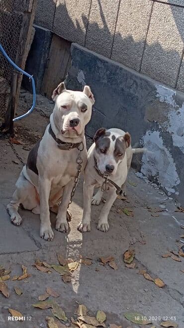 охотничья собака: Питбуль, 1 месяц, Самец — 4