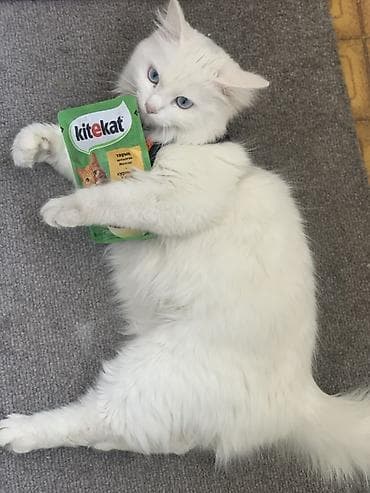 кошеи: Кошка даром: Ангорская, Девочка, Приучена к лотку — 3