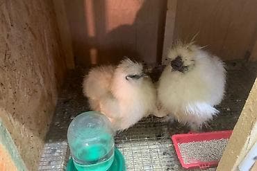 курица продаю: Продаю | Куры, Петух — 1