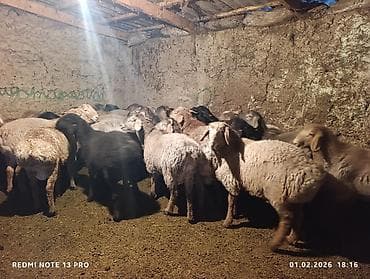 ендей чоп: Продаю | Ягненок | Для разведения — 3