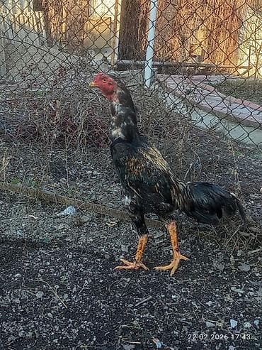 квочка с цыплятами: Продаю | Петух | Для разведения — 8
