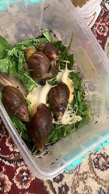 Ахатины (живые улитки-гиганты) - Вид: вероятно Achatina