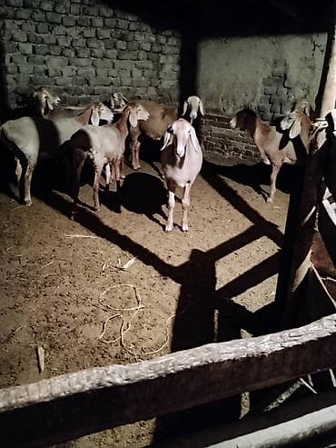 мака прес: Продаю | Баран (самец) | Арашан | Для разведения | Племенные, Осеменитель — 7