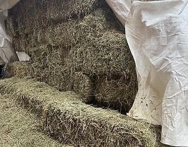 Беде эспарцет . 300 сом