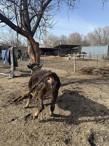 кошка сокулук: Сатам | Кунаажын, Музоо | Аргын | Байланган — 3