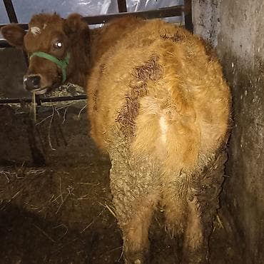 утята суточные: Продаю | Тёлка — 8