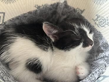 cat sofa: Кошка даром: Беспородная, Девочка — 5