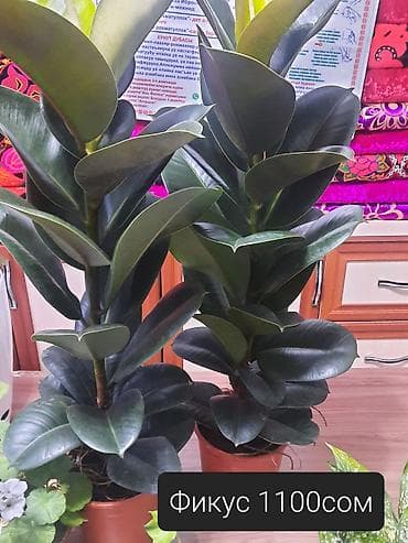 аглаонема: Комнатные растения в кашпо: - Спатифиллюм «Женское счастье» — 1300 с — 5