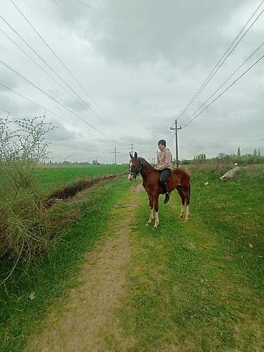 Айыл-чарба жаныбарлары: Сатам | Тай | Аргын | Ат спорту | Асыл тукумдуу — 1