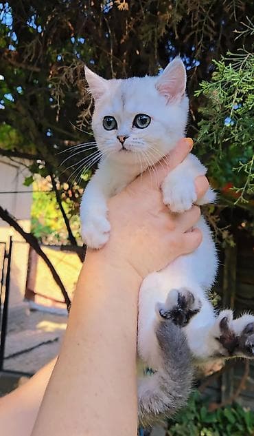котята шотландские: Шотландские котята — 10