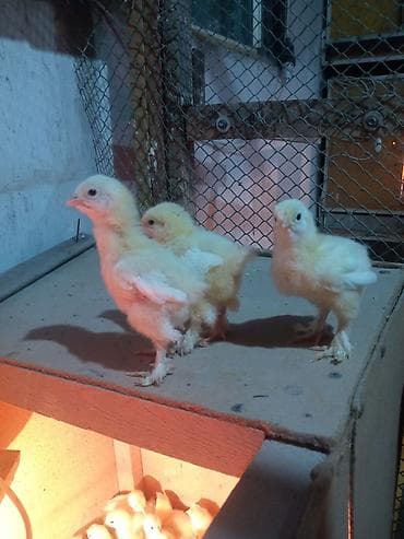 петух брама цена: Продаю цыплят от элитной чистокровной светло голубой брамы гигант — 3