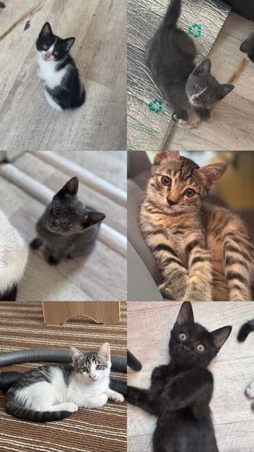 котята отдам в добрые руки: Карабалта 🐾 Ищем самые добрые руки для малышей! 🐾 Отдам 6 котят в — 1