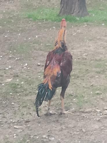 какаду попугай: Продаю | Петух | Дакан | Для разведения — 5