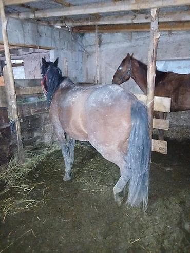 Лошади, кони: Продаю | Кобыла (самка) | Рабочий — 4