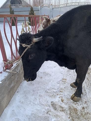 бее байтал: Продаю | Корова (самка) | Алатауская, Симментальская | На откорм, Для разведения, Для молока | После отела — 9