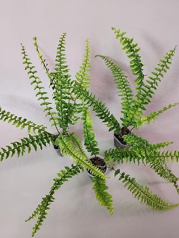 В продаже : Папоротник Тигр, Сингониум Орм Нак, Хойя New Moon at lalafo.kg В продаже : Папоротник Тигр, Сингониум Орм Нак, Хойя New Moon