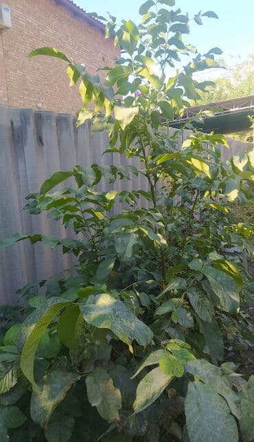 Садовые инструменты и инвентарь: Саженцы ореха (похож на грецкий/чёрный орех) из открытого грунта. - — 3