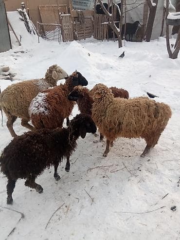 Кемирүүчүлөр: Сатам | Ургаачы кой (ургаачы) | Аргын | Көбөйтүү үчүн — 2