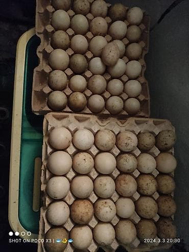 инкубатор для цыплят цена бишкек: Продаю яйца индоуток для инкубации Инкубационное яйцо индоуток крупных — 1