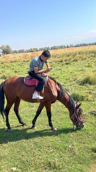 продажа щенков немецкой овчарки с документами в бишкеке: Продаю | Конь (самец) | Рабочий — 5