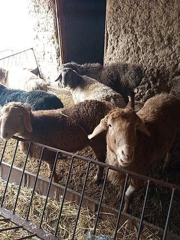 Ветеринар кызматы: Сатам | Кочкор (эркек) | Аргын | Көбөйтүү үчүн — 2