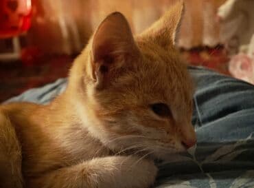 объявление отдам котят: Рыжий домашний котенок - Окрас: теплый рыжий табби с белыми — 3