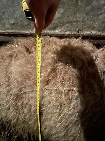 жожо сетка: Продаю | Овца (самка) | Арашан | Для разведения — 5