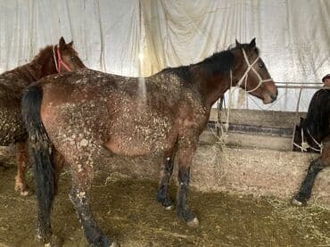 ош мышык: Сатам | Бээ (ургаачы) — 3