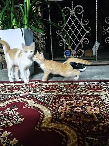 Мышыктар: Домашние котята Описание: - Оба котёнка с короткой шерстью — 9
