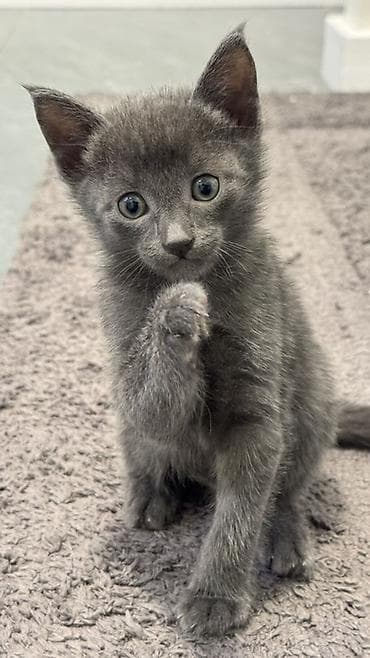 Раздаю котят : очень игривые, чистоплотные( кошка домашняя) котята