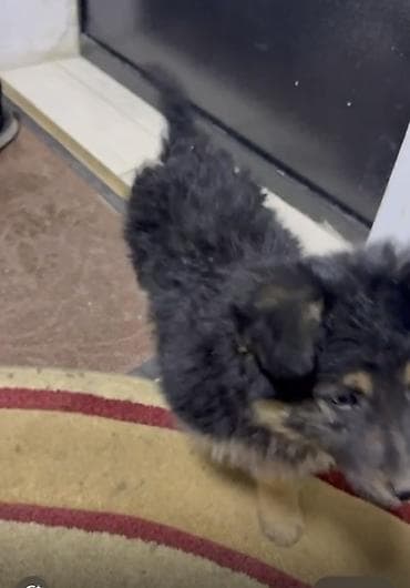 черная овчарка щенок купить: Собака даром: Овчарка, 2 месяца, Самец — 4