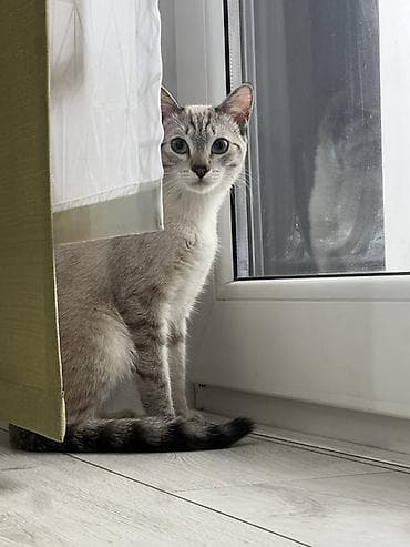 сиамская кошка сколько стоит: Сиамская, 10 месяцев, Мальчик, Приучена к лотку — 4