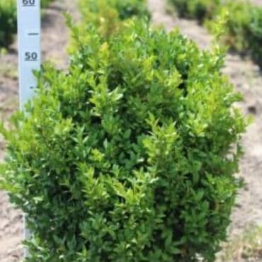 садовый дом: Рассада деревьев — 3