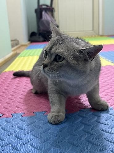 британская вислоухая кошка: Шиншила и шотландский повесь кошка, окрас серебристый табби (серый с — 4