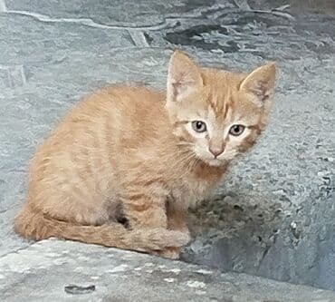 кавказская овчарка купить щенка: Беспородная, 2 месяца, Девочка, Рыжий — 4