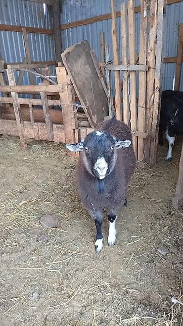 корм для барана: Продаю | Овца (самка) | Для разведения — 4