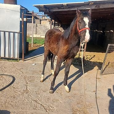 собака для охоты: Продаю | Жеребенок | Конный спорт — 1