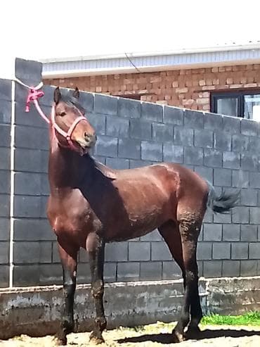 теке коза: Продаю | Конь (самец) | Конный спорт — 3