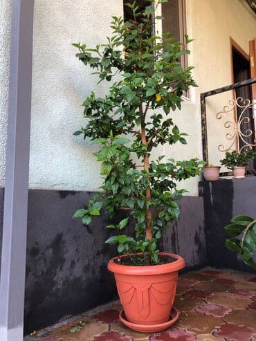 метровые розы бишкек: Китайская роза, высота растения от пола: 1.85. Ухоженное — 1