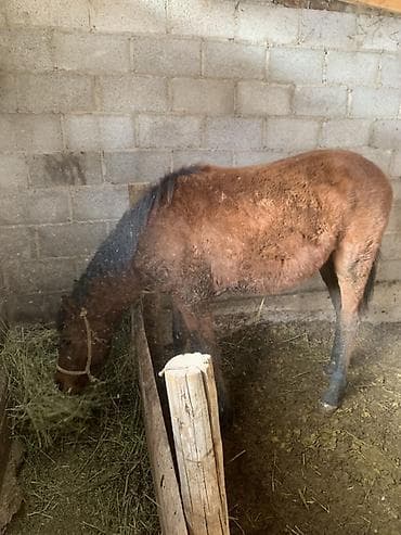 купить пони живую: Продаю | Жеребенок | На забой — 2