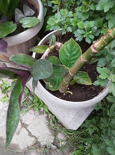 Комнатные растения: Комнатные и садовые растения (на фото): - Сансевиерия (Sansevieria — 10