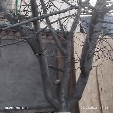 с мебелью: Орех (жангак) кыйып алып кетчуулор болсо баасын суйлошобуз — 2