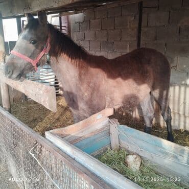 продаю квочку: Продаю | Кобыла (самка) | Для разведения, Конный спорт | Племенные — 5