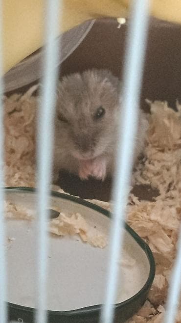 hamster combat: Джунгарский хомячок в комплекте с клеткой и аксессуарами.Опилки и корм — 8