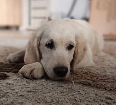 Услуги ветеринара: Щенок золотистого ретривера — светло‑кремовый окрас, густая мягкая — 5
